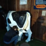 Uczeń doi krowę w Muzeum Mleka