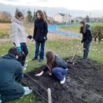 Uczniowie sadzą cebulki żonkili