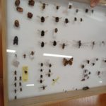 Eksponat muzealny z owadami