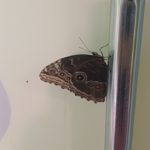 Klasy III a, III b i III c na Wystawie Żywych Motyli