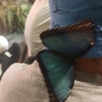 Klasy III a, III b i III c na Wystawie Żywych Motyli