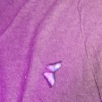 Klasy III a, III b i III c na Wystawie Żywych Motyli