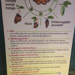 Klasy III a, III b i III c na Wystawie Żywych Motyli