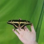 Klasy III a, III b i III c na Wystawie Żywych Motyli