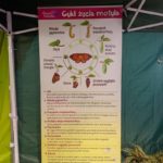 Klasy III a, III b i III c na Wystawie Żywych Motyli