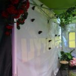 Klasy III a, III b i III c na Wystawie Żywych Motyli