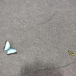 Klasy III a, III b i III c na Wystawie Żywych Motyli