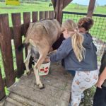 Klasy II c i II d z wizytą na Farmie Mazurskiej