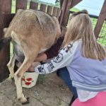 Klasy II c i II d z wizytą na Farmie Mazurskiej