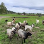 Klasy II c i II d z wizytą na Farmie Mazurskiej