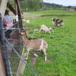 Klasy II c i II d z wizytą na Farmie Mazurskiej