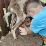 Klasy II c i II d z wizytą na Farmie Mazurskiej