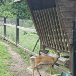 Wycieczka klas III a i III b do Białowieży.