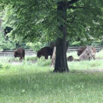 Wycieczka klas III a i III b do Białowieży.